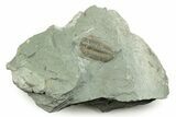 Long Prone Flexicalymene Trilobite - Mt Orab, Ohio #245136-5